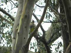 Anthochaera paradoxa