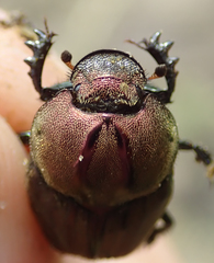 Proagoderus bicallosus