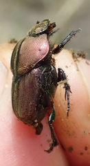 Proagoderus bicallosus