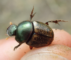 Onthophagus plebejus