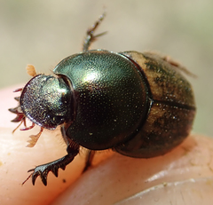 Onthophagus plebejus