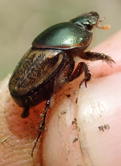 Onthophagus plebejus