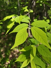Callicarpa mollis