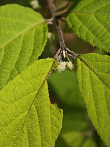 Callicarpa mollis, photograph 2