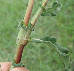 Image of Persicaria limbata