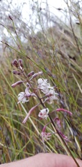 Drimia elata