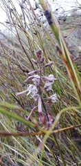 Drimia elata