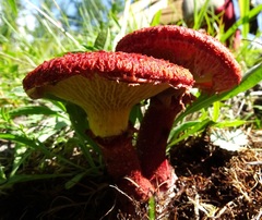 Suillus asiaticus
