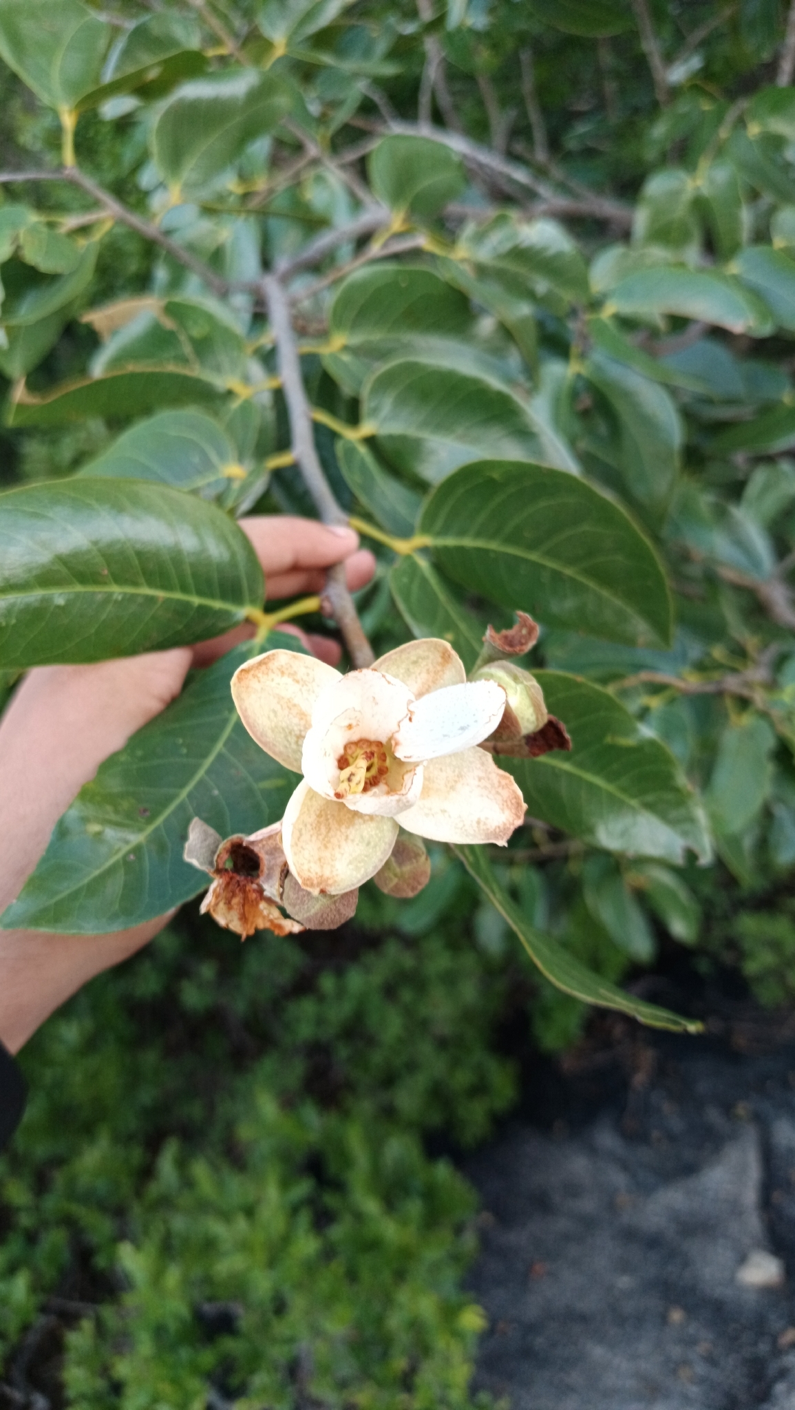 Hymenaea courbaril