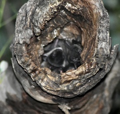 Chalinolobus gouldii