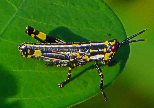 Variegated grasshopper