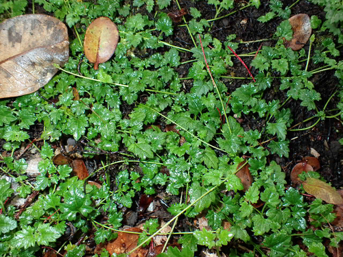 Veronica plebeia observed 2026-04-25