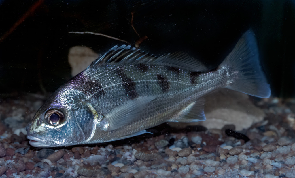 Banded grunt (Pomadasys maculatus) — Haemulidae