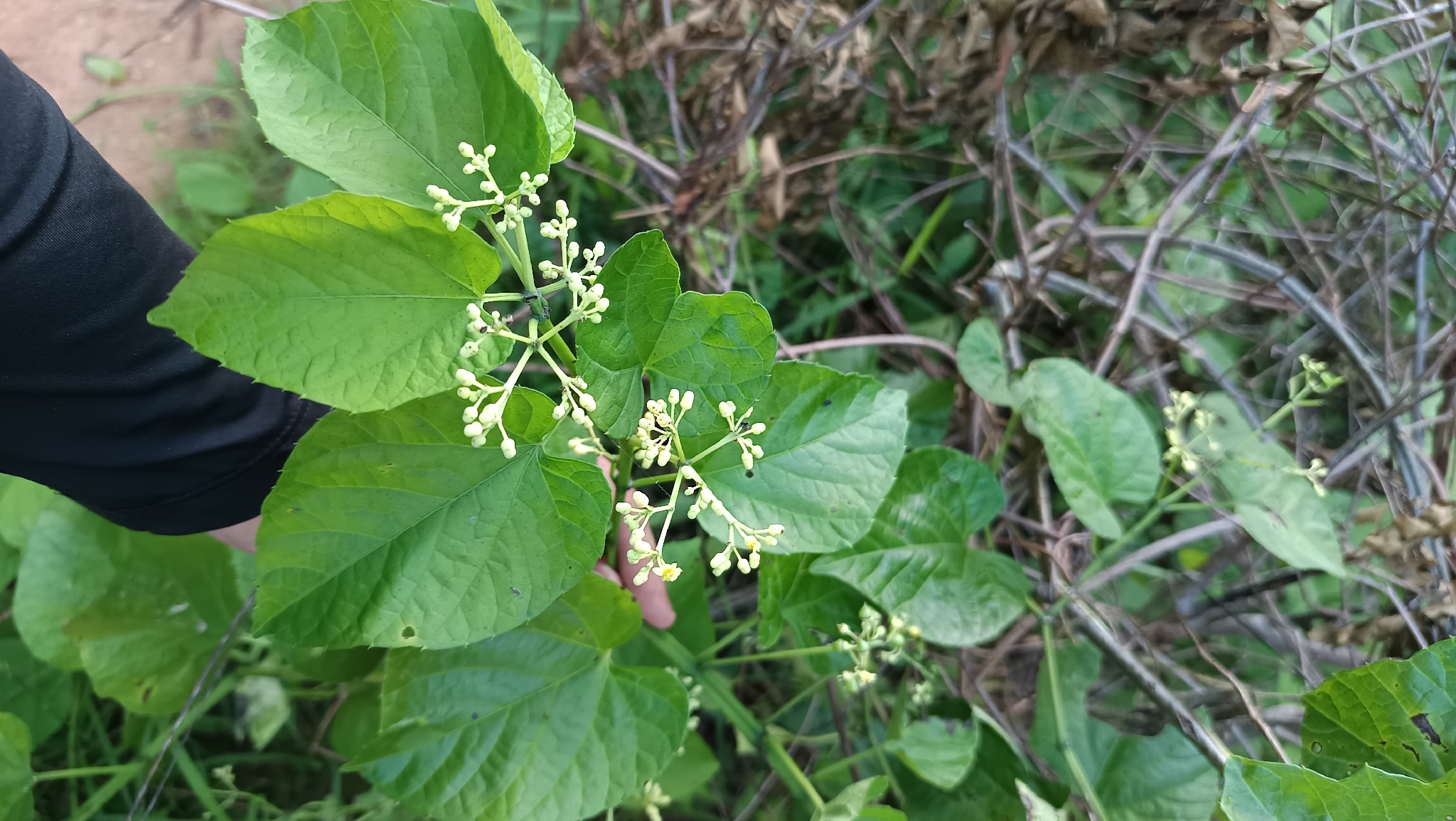 Cissus verticillata