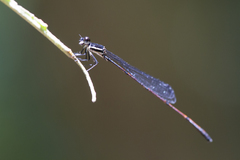 Prodasineura hyperythra