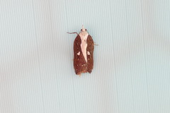 Acleris cristana