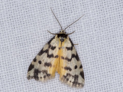 Thallarcha jocularis