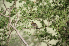 Trachyphonus darnaudii