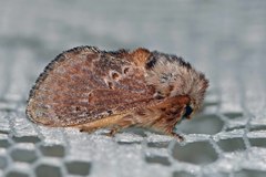 Pseudanapaea denotata