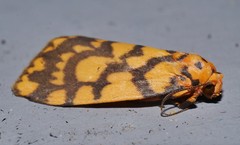 Miltochrista quadrilineata