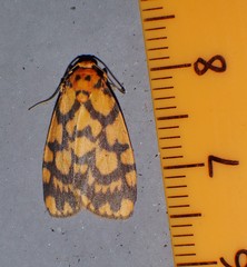 Miltochrista quadrilineata