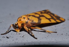Miltochrista quadrilineata