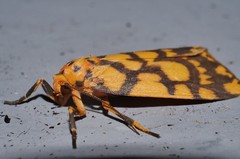 Miltochrista quadrilineata