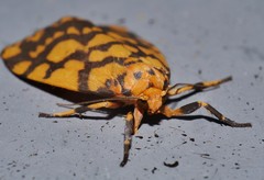 Miltochrista quadrilineata