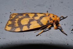 Miltochrista quadrilineata