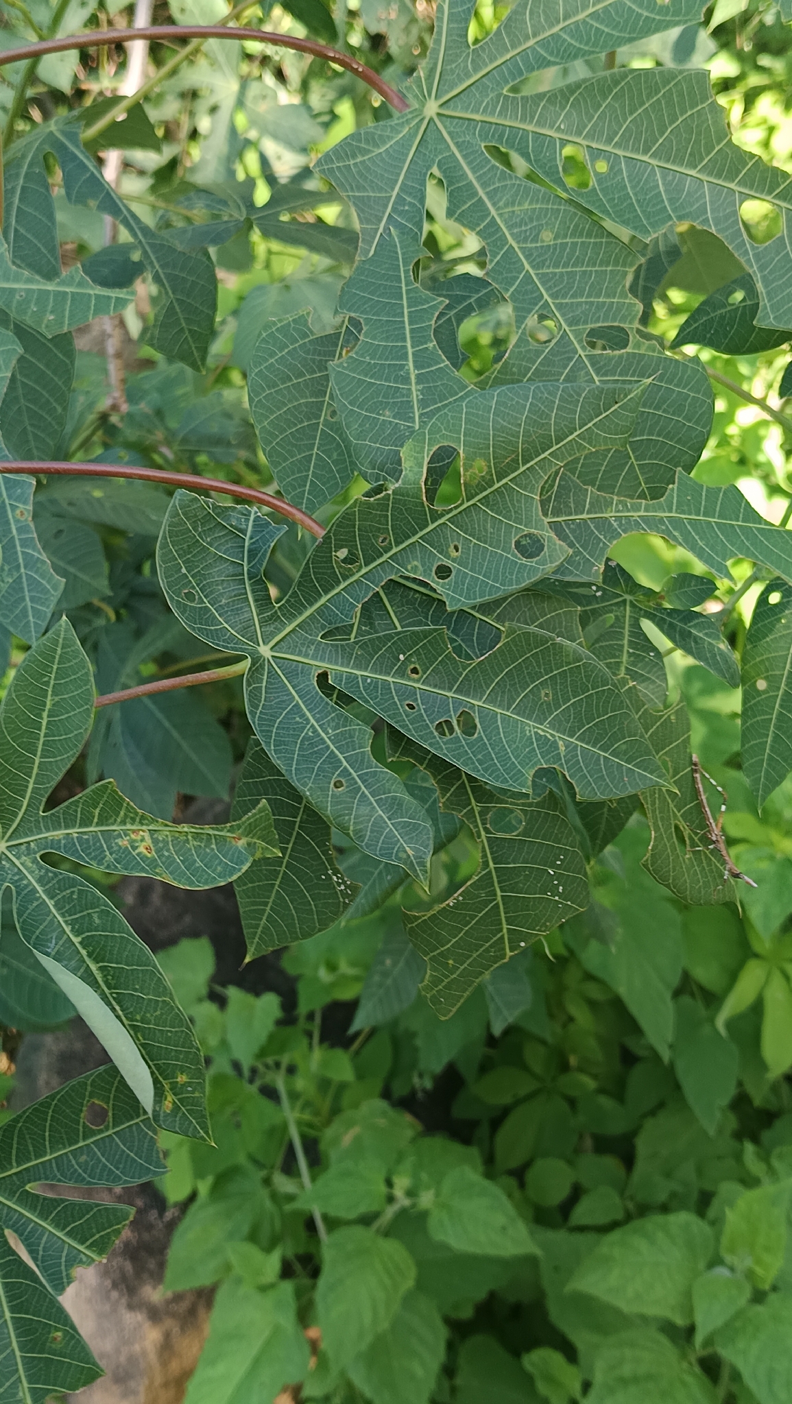 Manihot carthagenensis