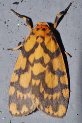 Miltochrista quadrilineata