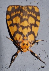 Miltochrista quadrilineata