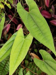 Dioscoreaceae