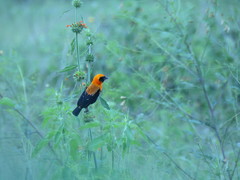 Euplectes hordeaceus