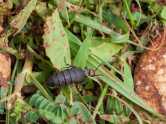 Trichomeloe sericellus