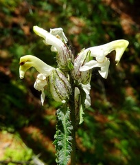 Pedicularis compacta