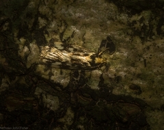Barea euprepes