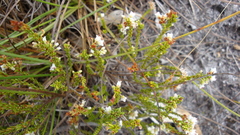 Erica capillaris