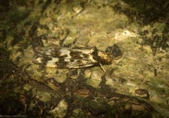 Barea euprepes