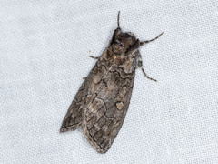 Discophlebia celaena