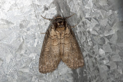 Discophlebia celaena