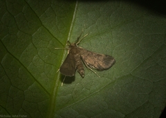 Piletocera macroperalis