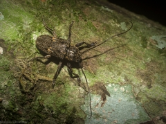 Prosoplus mediofasciatus