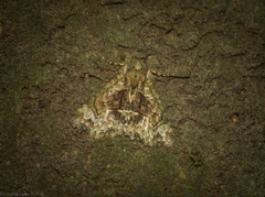 Tamba conscripta