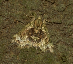 Tamba conscripta