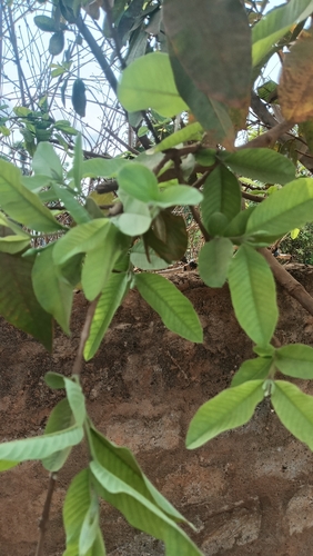 Common guava