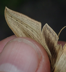 Hippotion balsaminae