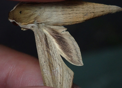 Hippotion balsaminae