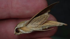 Hippotion balsaminae