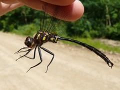 Somatochlora tenebrosa